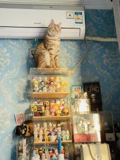 娃还是分系列放一起最好看💕
就算有雷款，同系列一起氛围感也