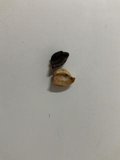 个人认为这支豆子没有另一款西达摩g2好喝。单说豆子，感觉店家