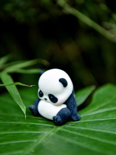 熊猫滚滚🐼Panda Roll🎋大肚腩🐼

这不是肚肚