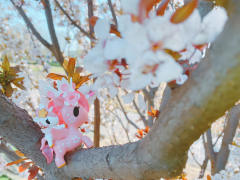 樱花独角兽和春花最配哦！带上你的独角兽，寻找春天的芬芳吧！
