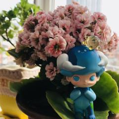 昨天刚好带了两只崽出去玩🌸
坐标 吉林长春 「這有山」⛰️