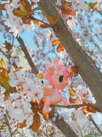 樱花独角兽和春花最配哦！带上你的独角兽，寻找春天的芬芳吧！(拍照的时候被很多人围观，真的是被独角兽的美貌吸引~)