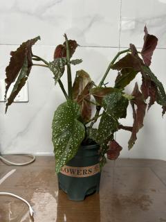 时隔一年又去撞了南墙，这次画了个超浓的魔尊妆，体现发癫的精神