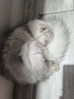 扶起余香藏衣袖,香随风去花满楼。
红颜掩面千杯酒,欲吻朝颜何