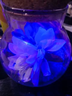 幻的光与影，爱的本与真
——
若你见我如众生，那作为你最普通