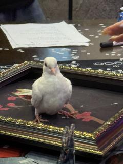 剧本:《十三太保》
配置:4男2女可反串
类型:机制 中式