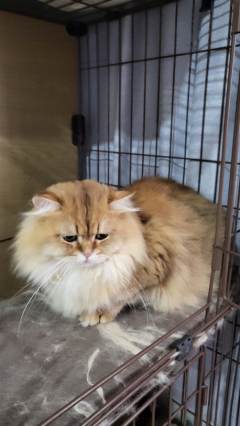 ❗无剧透全角度测评灰烬新本！关键词【合格但不精彩】【吃玩家】