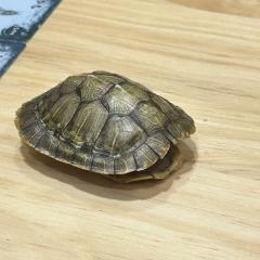 【含剧透】
《六道》-蛇神

牢，太牢了
气，太气了

可以