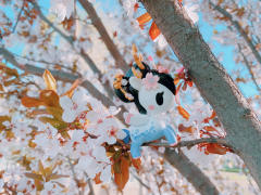 樱花独角兽和春花最配哦！带上你的独角兽，寻找春天的芬芳吧！
