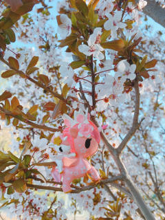 樱花独角兽和春花最配哦！带上你的独角兽，寻找春天的芬芳吧！
