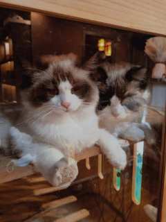 现在的硬核本都这么好哭嘛？卷死情感本算了😭
《雾隐村》
�