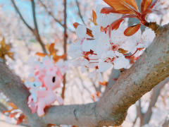 樱花独角兽和春花最配哦！带上你的独角兽，寻找春天的芬芳吧！
