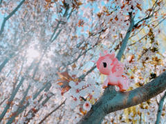 樱花独角兽和春花最配哦！带上你的独角兽，寻找春天的芬芳吧！
