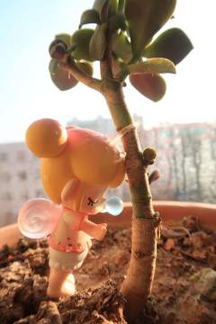 春日游 杨花飞絮缀满头🌸🌸🌸