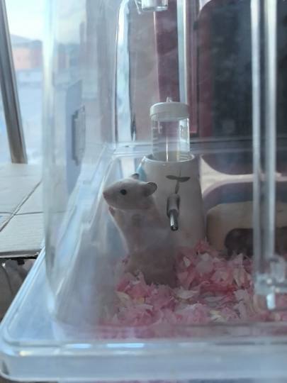 很乖，呆呆的，而且我家距离卖家只有区区200米