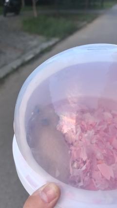 很乖，呆呆的，而且我家距离卖家只有区区200米