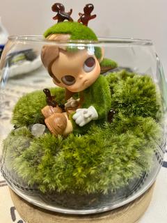 新款的Zsiga打闹的精灵，和苔藓最搭，自己捯饬的微景观，心