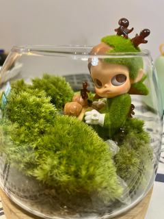 新款的Zsiga打闹的精灵，和苔藓最搭，自己捯饬的微景观，心