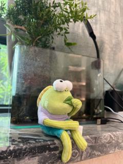 拆了一端，第一只就是这个心愿款。
呆呆鱼，透露着一种无奈，吃