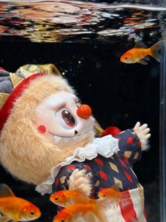 月影假面的“鱼缸写真”大片哈哈哈哈哈