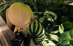 昨天一早被小猫给我闹醒了～一看居然有～
哈哈哈哈哈～马上就到