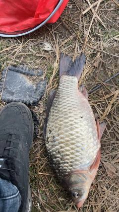 今天就一个鱼，钓了大概三个小时。昨天下过雨，泥土都是湿的。
