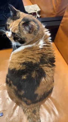 ❤️‍🔥预制人预制魂，刺激啊。。
千万别代入角色，小丑太小