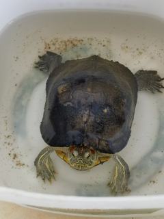 晒晒我的巴西龟，壳黑亮厚实，眼睛圆溜溜的，看着特别呆萌。安置