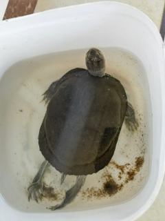 晒晒我的巴西龟，壳黑亮厚实，眼睛圆溜溜的，看着特别呆萌。安置