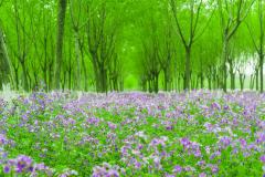 北京清明|首场“历史同人雅集”,有人来吗?
—
🔴 何为「