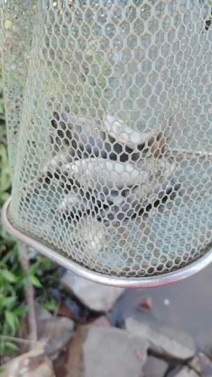 日期/时间：20260203
· 地点：广州黄埔
· 天气与气压：晴天/1022百帕
· 路况与停车：路边
· 饵料：入海流 蚯蚓
- 西福河沙河坊大坝位于，是西福河上的一个钓点，堪称西福河第一钓点，