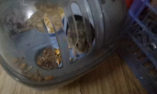 大概就是这几天晚上凌晨一两点就开始疯狂的啃笼子啃笼子，然后就成这样了，有没有办法能让他不啃了？磨牙棒也不是没给呀