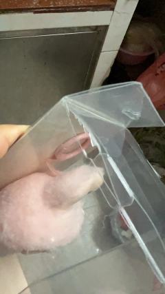 真的是最令人生气的售后体验！
泡泡竟然把别人售后的货发给我当