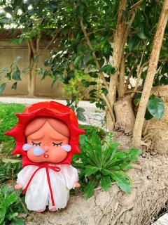 12月才入坑的哭娃，第一只Mega献给了哭娃，简直太可爱了，