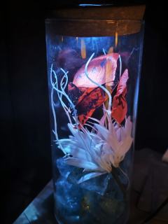 很喜欢蟪蛄的姬盲,打过两次,这次想补一下萤火视角,但是感觉有