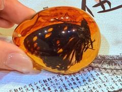 只要时机得当，琥珀亦是捕虫之网(后附不剧透的选角建议)

�