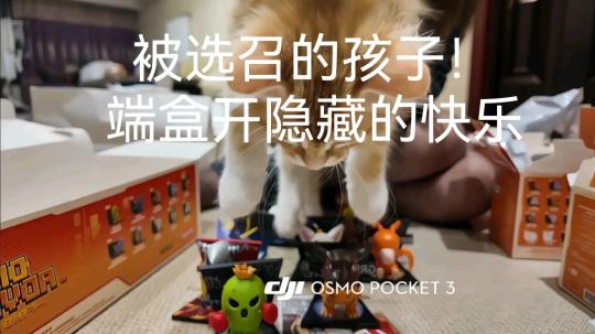 虽然没有比多兽，但是浅浅的开出了一个小隐藏…这大概就是端盒的快乐吧～
