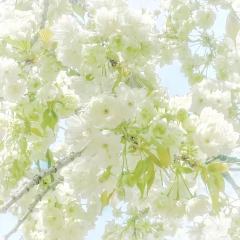迟来的生日快乐Happy birthday
5.17生日快乐