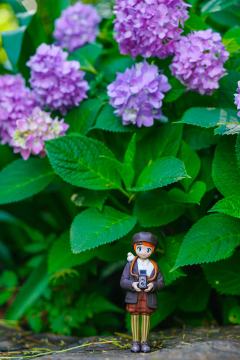 紫阳花下的小诺，日剧即视感