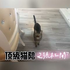 “你是徘徊于世间,最后的死亡回响。”不愧是今年目前TOP1的