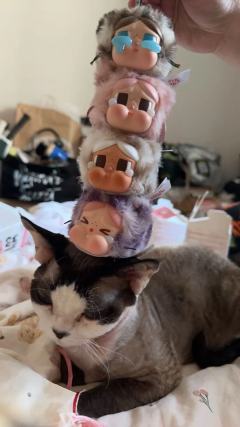 猫里猫气