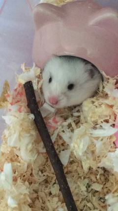 这是我家的鼠（金丝熊），它叫大状