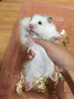 这是我家的鼠（金丝熊），它叫大状