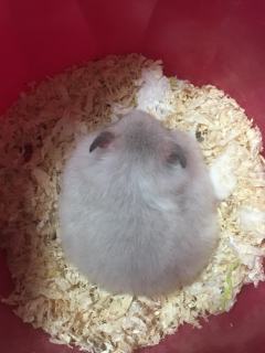 这是我家的鼠（金丝熊），它叫大状