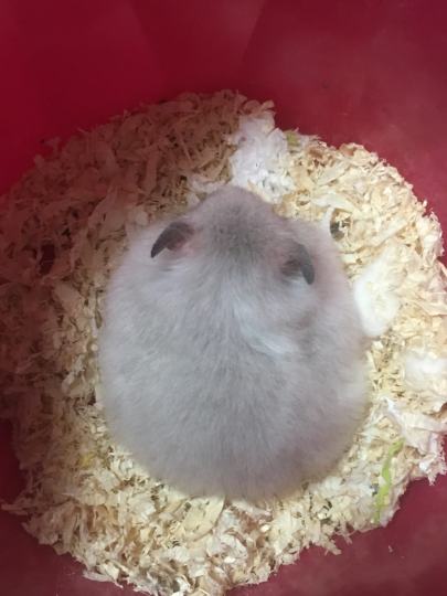 这是我家的鼠（金丝熊），它叫大状