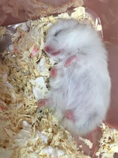 这是我家的鼠（金丝熊），它叫大状