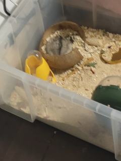 我家的两只鼠第一个是芒果，第二个是蛋黄