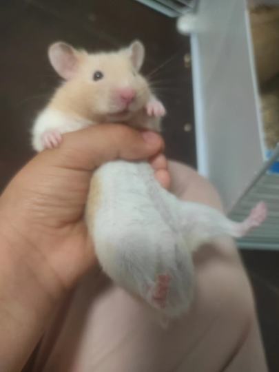 我家的两只鼠第一个是芒果，第二个是蛋黄