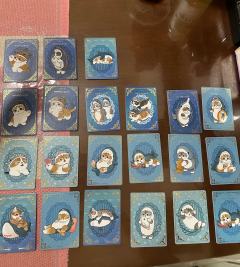 卡仕界猫福珊迪卡