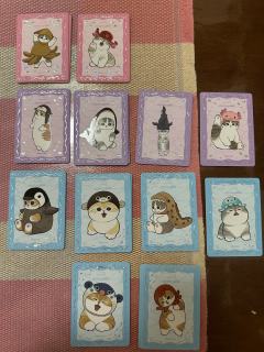 卡仕界猫福珊迪卡